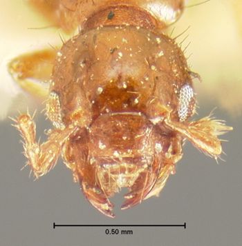 Media type: image;   Entomology 6578 Aspect: head dorsal view